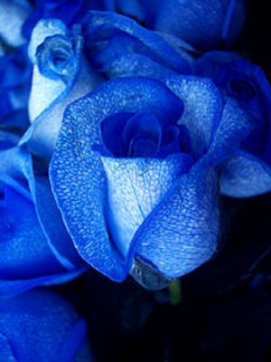 2 blue roses or two purple roses - Click Image to Close